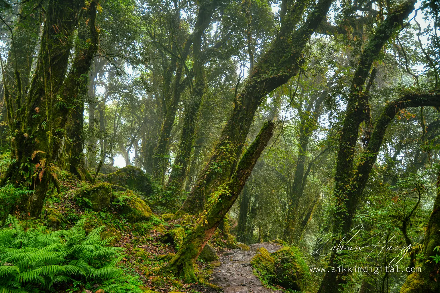 Dense misty forest trail just below Bakhim on the goechala Trek trail in Sikkim, with moss-covered trees, ferns, and a stone path winding through the untouched wilderness of Khangchendzonga National Park.
