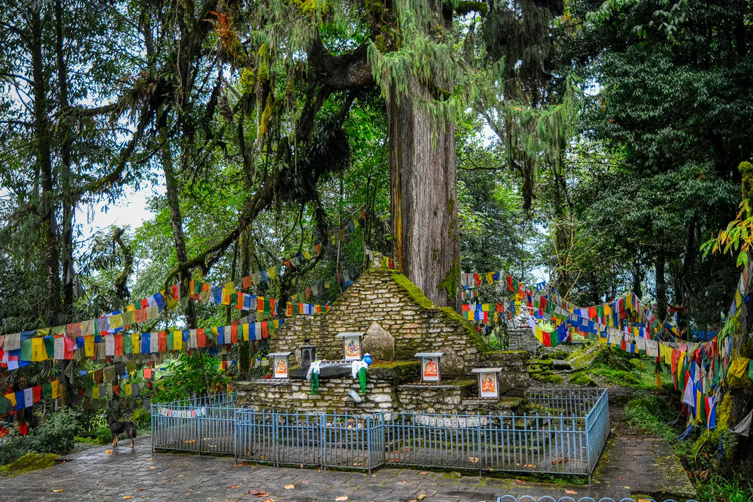 Historic Coronation Throne at Norbugang in Yuksom, West Sikkim, adorned with colorful Buddhist prayer flags and surrounded by ancient forest