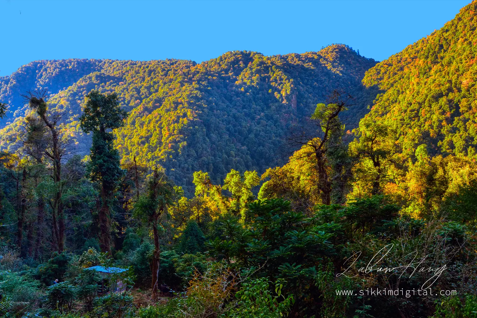 Lush forested hills of Sachen, the first campsite on the Dzongri-Goechala Trek in Sikkim, glowing in warm sunlight under a clear blue sky.