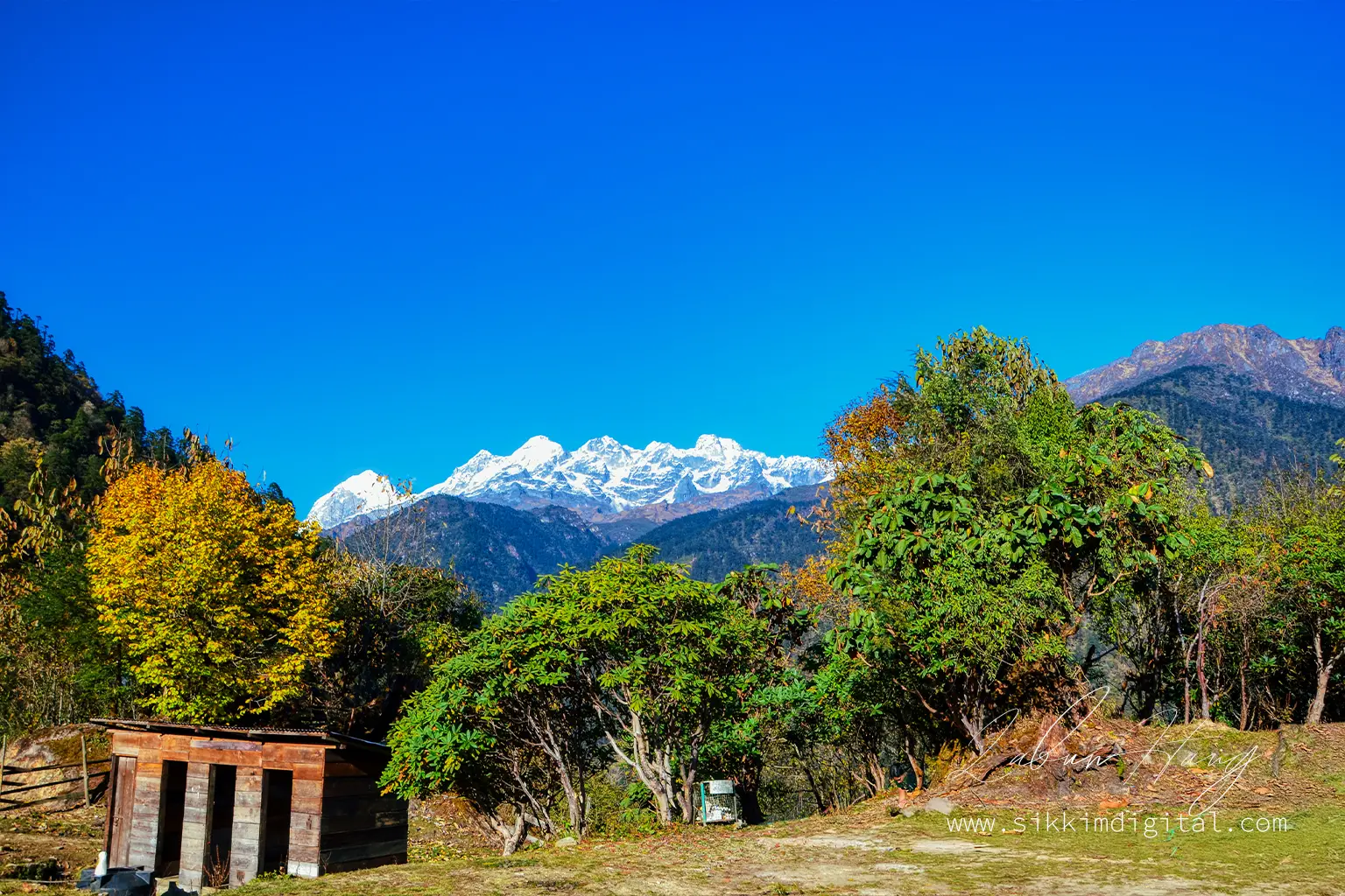 Scenic view of Tshoka campsite in West Sikkim with autumn-colored trees, rustic wooden huts, and the snow-covered peaks of Mount Pandim and Mount Jopuno under a clear blue sky.